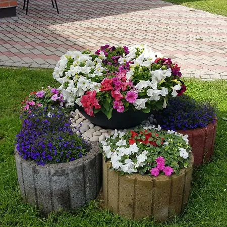 Zvaigznu Maja